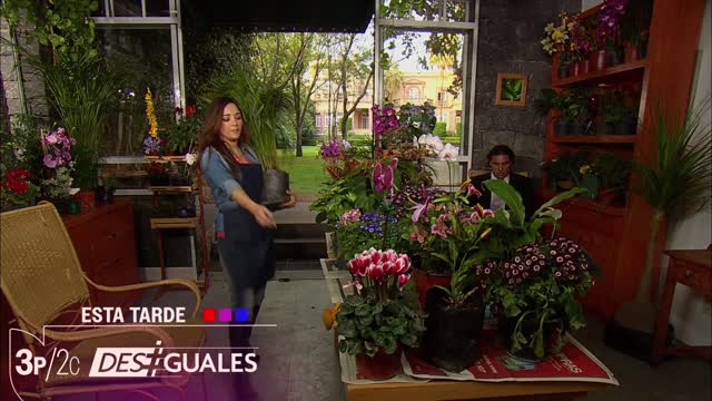 USA Univision East UHD